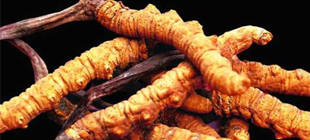 高光谱在冬虫夏草含量及真伪鉴别中的应用